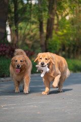 Two golden retrievers play in the park