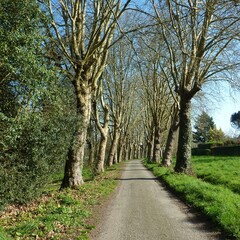 allée d'arbres en hiver