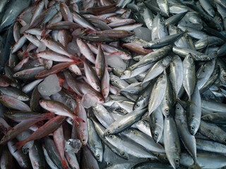 Fototapeta premium fresh fish at the market