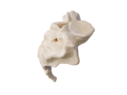 3d rendered illustration of the sacrum, illustration of human skeleton . sacrum bone anatomy. icon