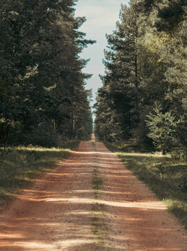gravel road leading through the forest