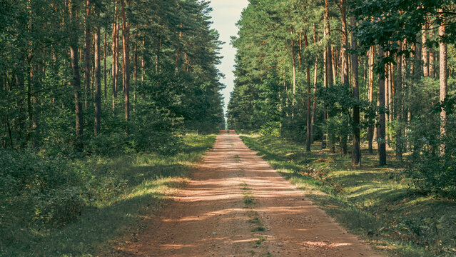 gravel road leading through the forest