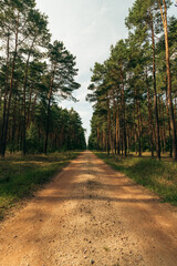 gravel road leading through the forest