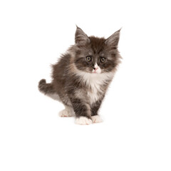 Funny cute Maine coon cat kitten, close up. Largest domesticated breeds of felines. isolated on white
