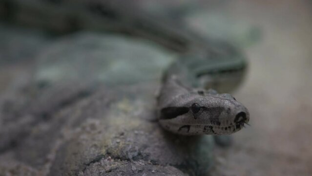 Pythons are a family of non-venomous snakes found in rainforests, savannahs, and wetlands. Prey is caught by grabbing it with their teeth and at the same time squeezing it with the rings of their body