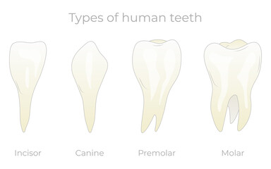 Teeth types vector illustration. Various healthy human tooth collection. Anatomical incisor, canine, premolar and molar visual shape differences