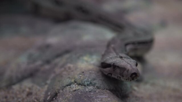 Pythons are a family of non-venomous snakes found in rainforests, savannahs, and wetlands. Prey is caught by grabbing it with their teeth and at the same time squeezing it with the rings of their body