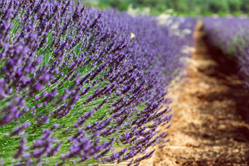Elegantly long flower stems of lavender, extending far above mound of bright green leaves, summertime. Vaucluse, Provence, France