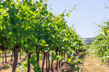 Fototapeta na wymiar Low vineyard bushes with lush green foliage, young clusters of small grapes and vigorous shoots stretching towards sun on yellow soil of Provence, Vaucluse, France