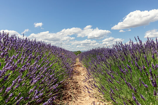 2 even rows of lavender bushes in bloom separated by a yellow gravel path leading to the horizon. Vaucluse, Provence, France