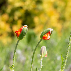 Young blooming poppy buds on a blurred background. Soft focus. Close-up.