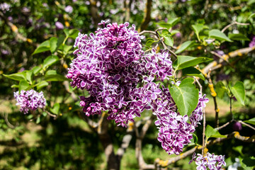 Obraz premium Blooming lilac branches in the park against the blue sky. Spring concept. Lilacs bloom beautifully in spring.