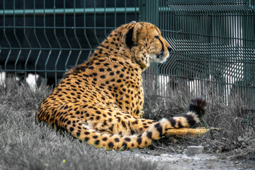 Gepard w zoo © Marcin