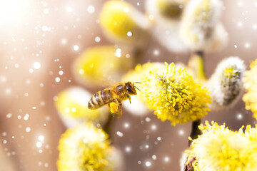 Bee in flight before pollinating willow earrings