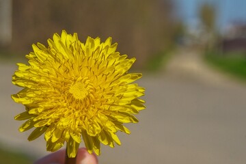 yellow dandelion flower