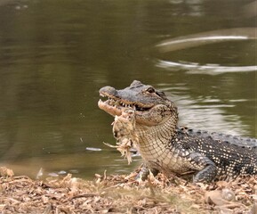 Alligator brutality on display