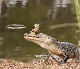 Alligator brutality on display