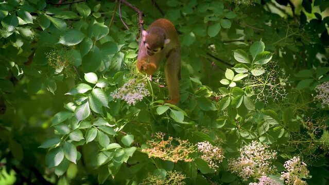 Common squirrel monkey feeding on a tree