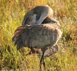 Sandhill Cranes in soft morning light 