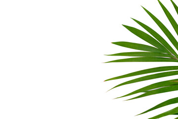 Houseplant small green palm tree (Chamaedorea Hyophorbeae Hamedorea Bridble), Large indoor palm plant in room.