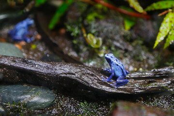 Blue and black poison dart frog (Dendrobates auratus)