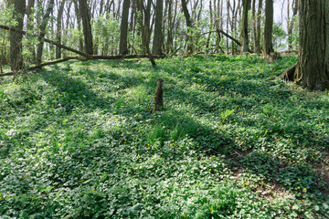 Idyllic and sunny day in Oderbruch, Brandenburg, Germany