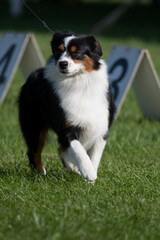 Miniature American Shepherd in dog show ring