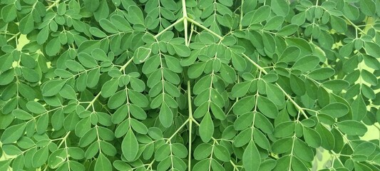 Moringa leaves (Moringa oleifera) is a type of plant from the Moringaceae tribe