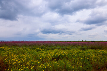 beautiful landscape with flowering trees on a sunny spring day