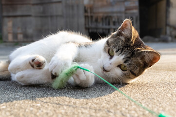 おもちゃで遊ぶ猫　キジトラ白