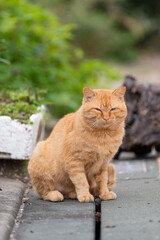 見つめる猫　茶トラ猫