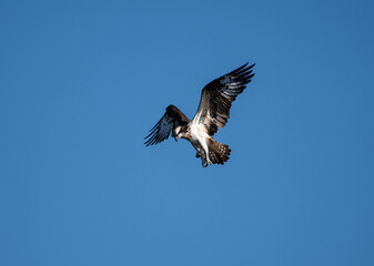 獲物を探すミサゴ