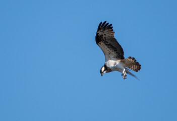 獲物を探すミサゴ