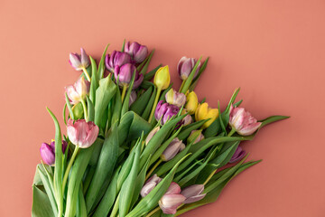 Flat lay, tulips on a colored background.