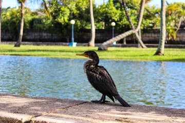 Black cormorant sitting close to water in park 