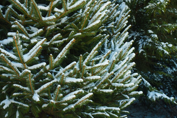 Evergreen foliage of spruce covered with snow in mid February
