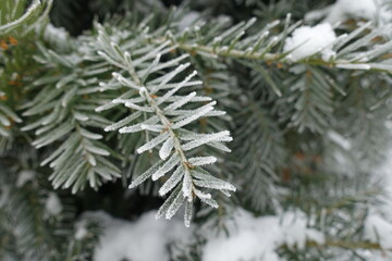 Macro of branch of European yew covered with hoar frost in mid January