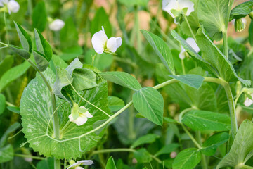 葉が特徴的な白い花