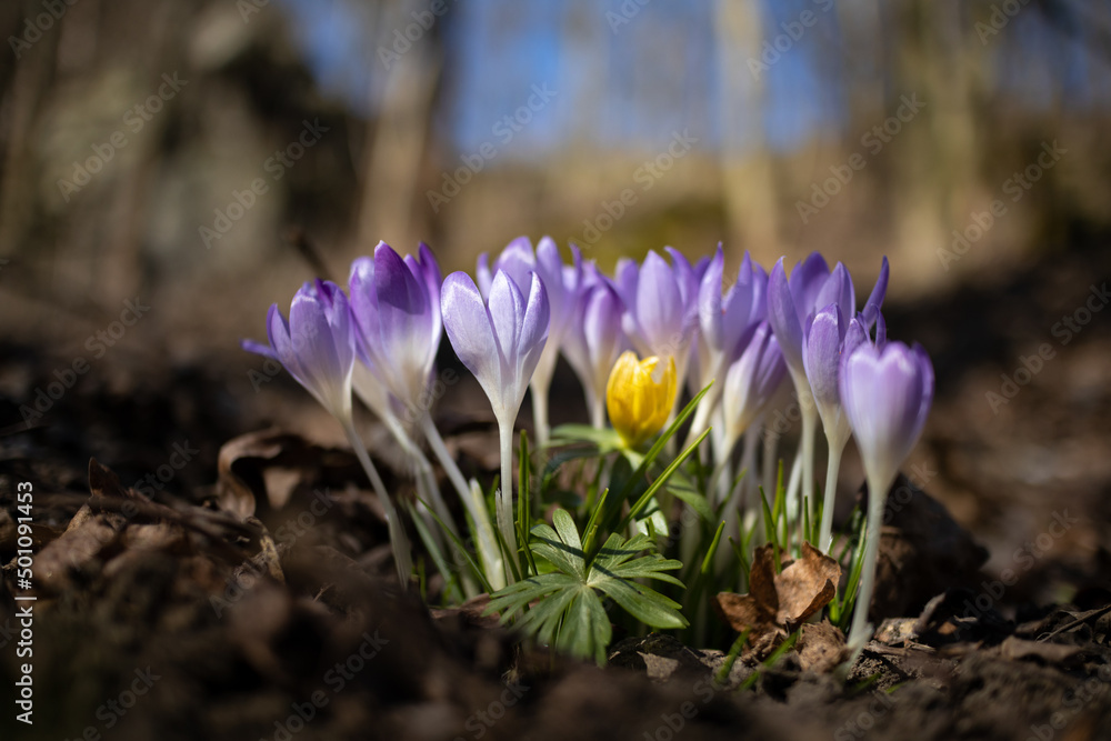 Poster Violet crocus wild spring flowers with forest on background