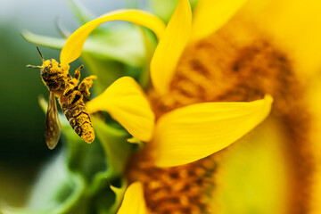 Close-up an Asian honeybee collecting pollen on yellow sunflower.