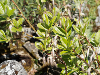 alix crataegifolia Bertol. | Saule à feuilles d'aubépine, arbuste dressé aux rameaux à...