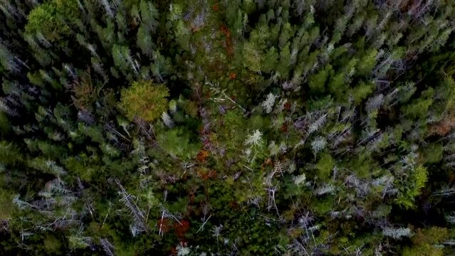 Birds Eye View HD Drone Aerial over Fir  and Pine Deadfall Forest Hiking Path Clearing in Remote Rolling Treetop Canopy Hills