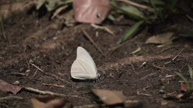 White Satin Moth On The Forest Foreground. Riviera Maya, Mexico - Closeup