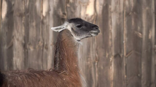 Lama is a South American mammal from the camelid family, domesticated by the Andean Indians. Tamed in the Central Andes. Played an important role in the cattle breeding of the Incas. Lama glama 4K