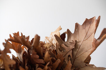 Dried autumn maples leaves close up.