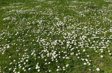 Daisy, Bellis Perennis