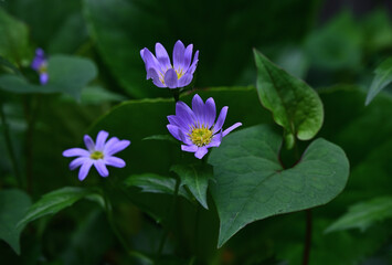 Aster Yomena flowers are blooming