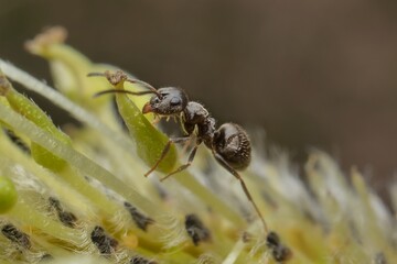 Black garden ant on a flower