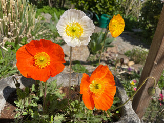 Icelandic poppy, Papaver nudicaule
