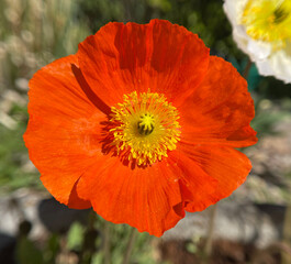 Icelandic poppy, Papaver nudicaule